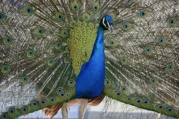 Schöner stolzer Pfau — Stockfoto