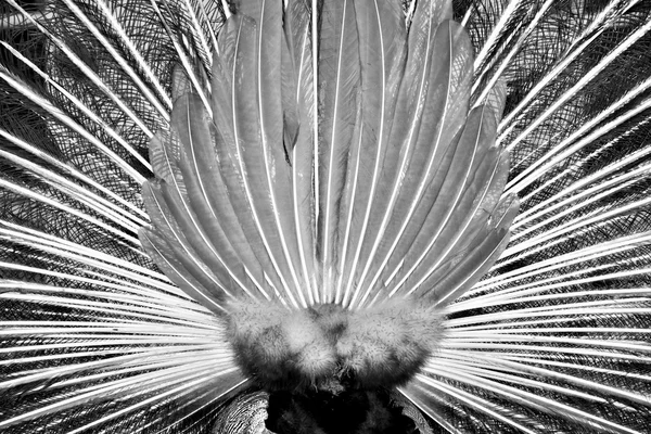 Beautiful peacock's tail — Stock Photo, Image