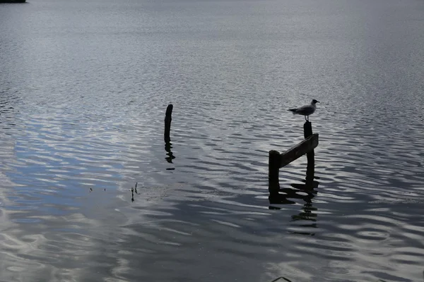 Barlinek, lago, cidade e arredores — Fotografia de Stock