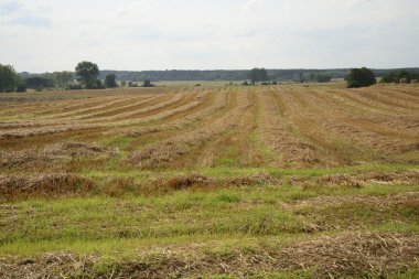 bir alandaki haystacks