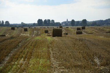 bir alandaki haystacks