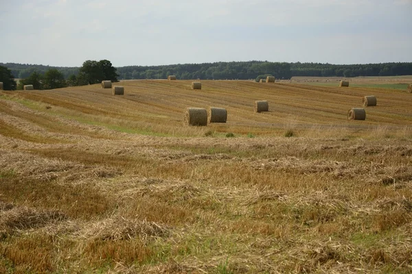 Haystacks in a field — Stock Photo, Image