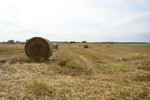 Haystacks in a field — Stock Photo, Image