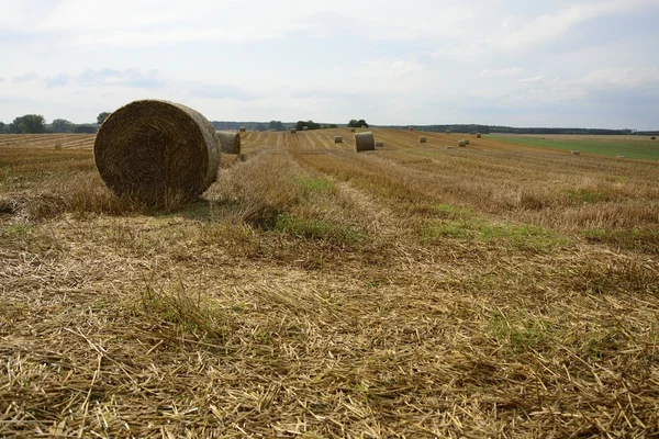 Haystacks in a field — Stock Photo, Image