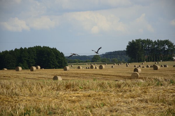 Haystacks in a field