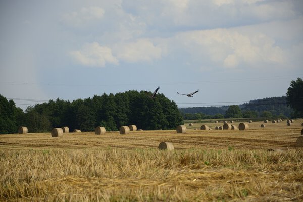 Haystacks in a field