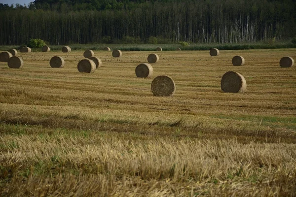 Haystacks in a field — Stock Photo, Image