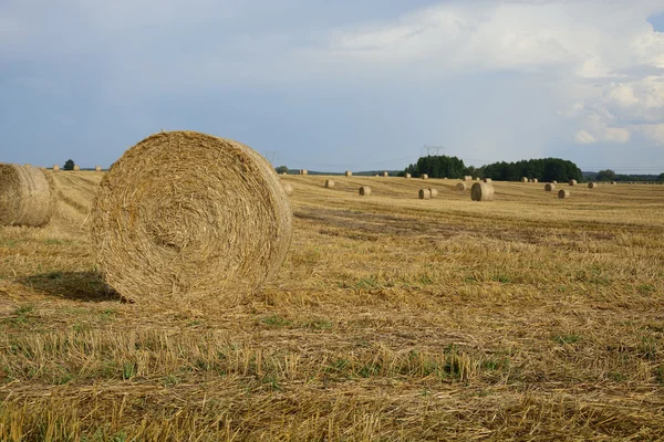 Bir alandaki haystacks — Stok fotoğraf