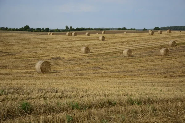 Haystacks in a field — Stock Photo, Image