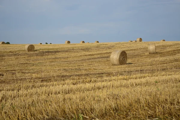 Heuhaufen auf einem Feld — Stockfoto