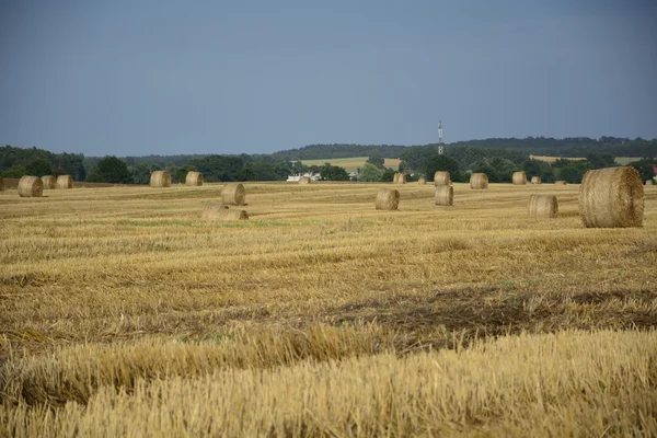 Haystacks in a field — Stock Photo, Image