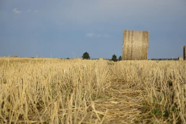 Bir alandaki haystacks — Stok fotoğraf