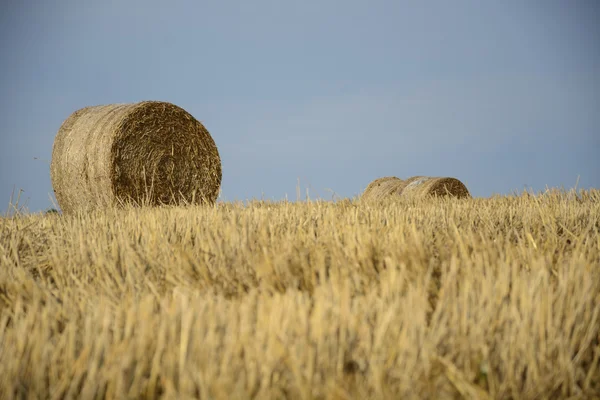 Bir alandaki haystacks — Stok fotoğraf