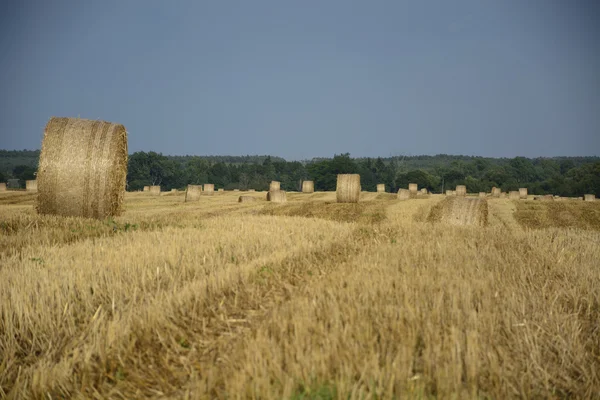 Haystacks in a field
