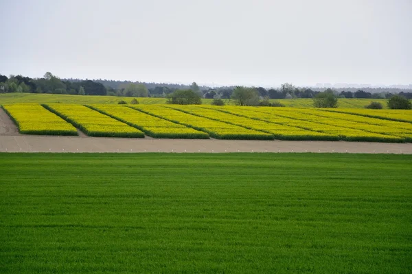 Field painted the color of rape — Stock Photo, Image