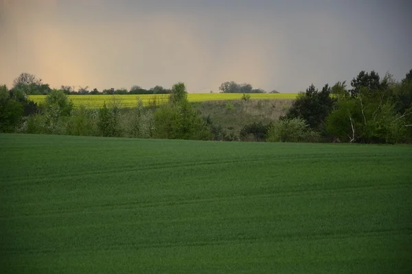 Field painted the color of rape — Stock Photo, Image