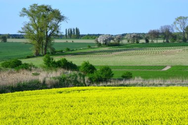 Tecavüz rengini boyalı alan