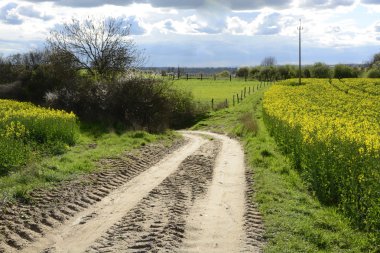 Tecavüz rengini boyalı alan