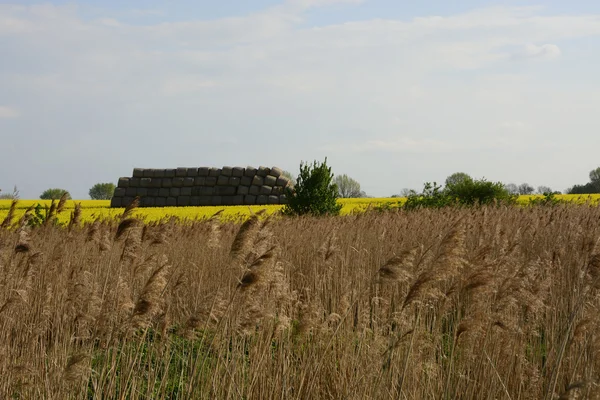 Feld malte die Farbe der Vergewaltigung — Stockfoto