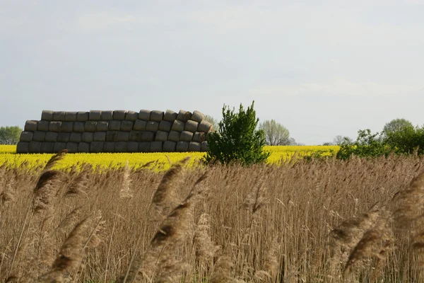 Field painted the color of rape — Stock Photo, Image