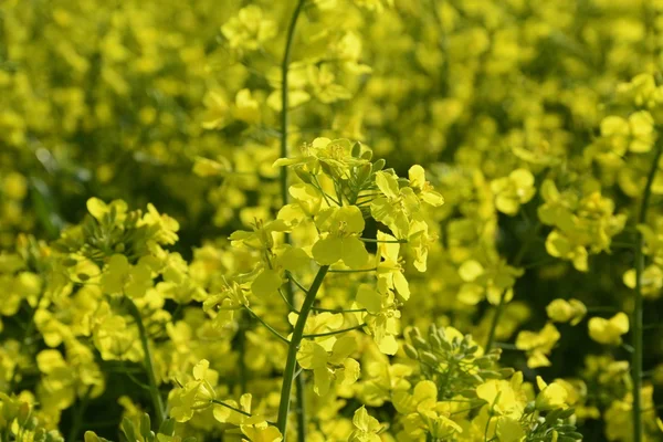 Campo dipinto il colore dello stupro — Foto Stock