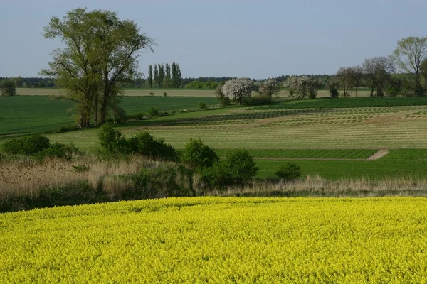 Champ peint la couleur du viol — Photo