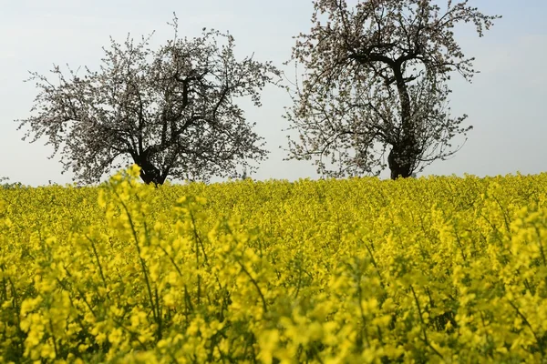 Campo pintado a cor do estupro — Fotografia de Stock