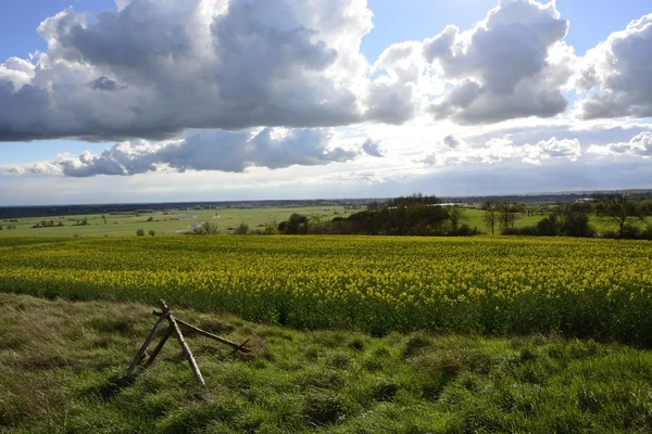 Field painted the color of rape — Stock Photo, Image