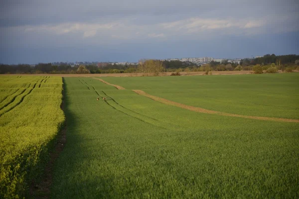 Feld malte die Farbe der Vergewaltigung — Stockfoto