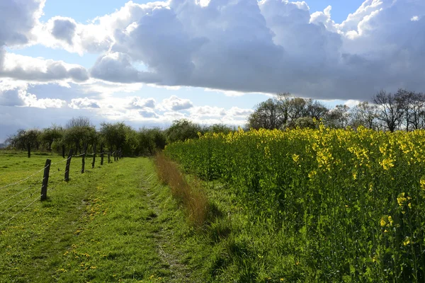 Field painted the color of rape — Stock Photo, Image