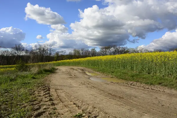 Field painted the color of rape — Stock Photo, Image