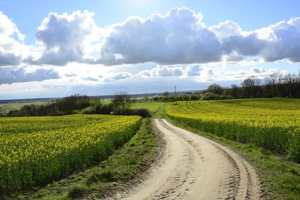 Field painted the color of rape — Stock Photo, Image