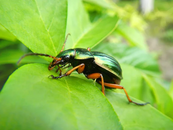 El escarabajo en la hoja —  Fotos de Stock