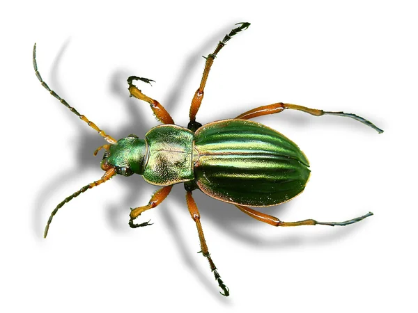 Beetle on a leaf — Stock Photo, Image