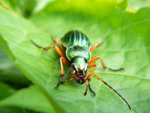 Käfer auf einem Blatt — Stockfoto
