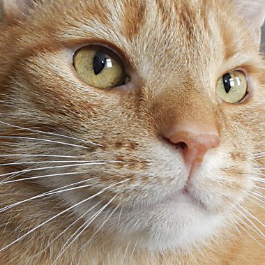 Kedi Gözü.