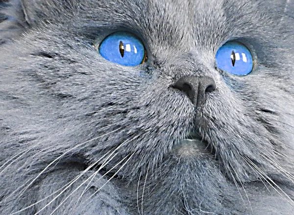 Ojos de gato. — Foto de Stock