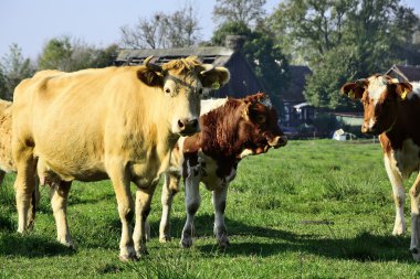 Güzel inekler ve üzerinde yeşil bir alana toplar