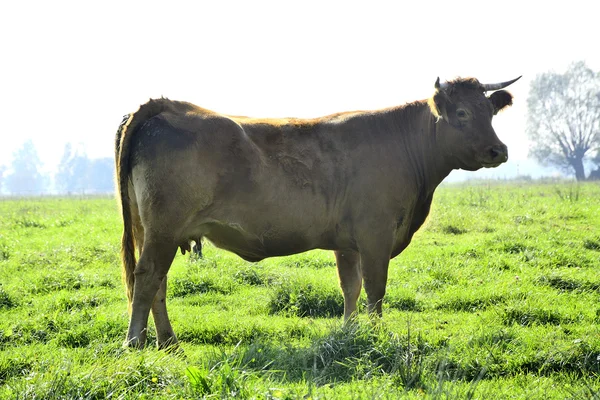 Belas vacas e touros em um campo verde — Fotografia de Stock
