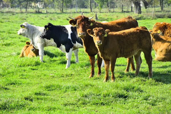 Gyönyörű tehenek és a bikák a zöld mezőn — Stock Fotó