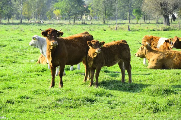 Красиві корови і бики на зеленому полі — стокове фото