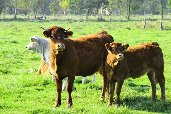 Gyönyörű tehenek és a bikák a zöld mezőn — Stock Fotó