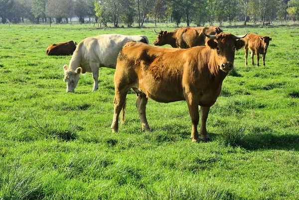 Gyönyörű tehenek és a bikák a zöld mezőn — Stock Fotó