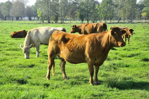 Hermosas vacas y toros en un campo verde — Foto de Stock