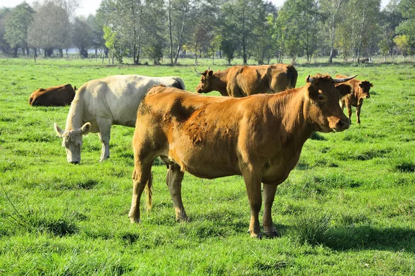 Belas vacas e touros em um campo verde — Fotografia de Stock