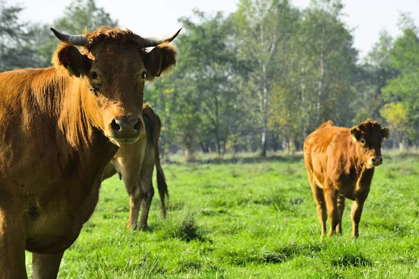 Vackra kor och tjurar på ett grönt fält — Stockfoto