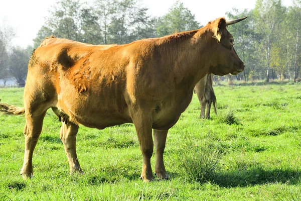 Belas vacas e touros em um campo verde — Fotografia de Stock