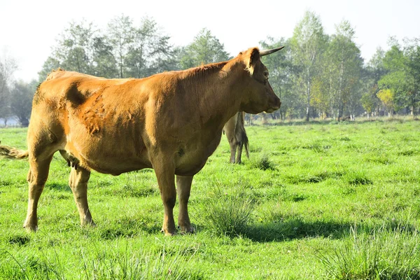 Mooie koeien en stieren op een groen veld — Stockfoto