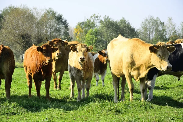 Schöne Kühe und Stiere auf einer grünen Wiese — Stockfoto