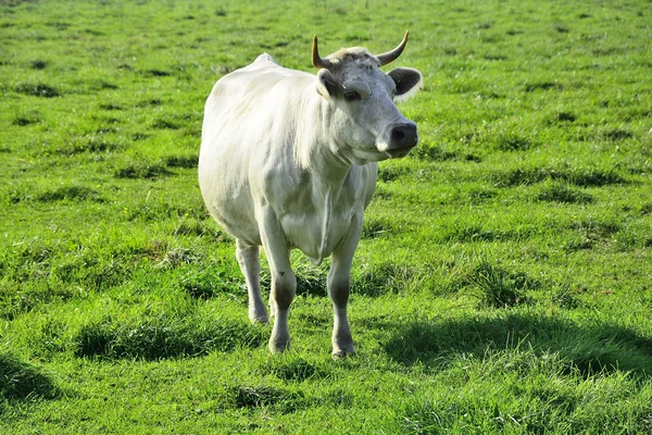 Belas vacas e touros em um campo verde — Fotografia de Stock